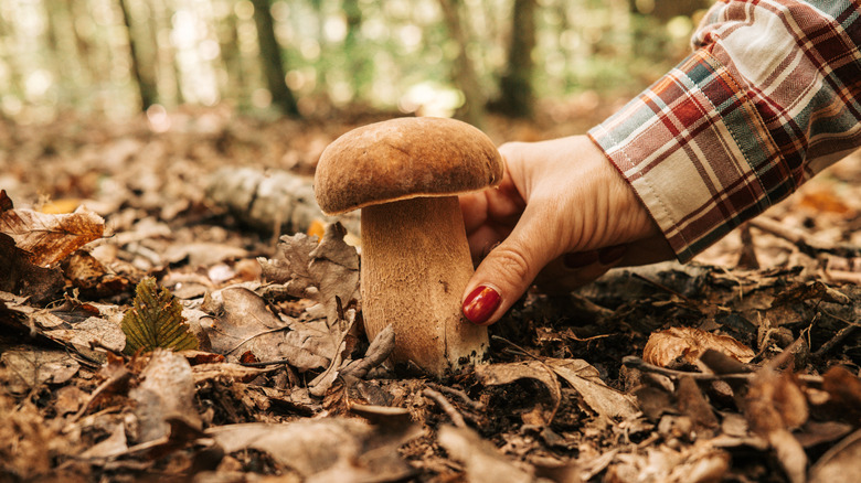 Hand picking a porcini mushroom in the woods