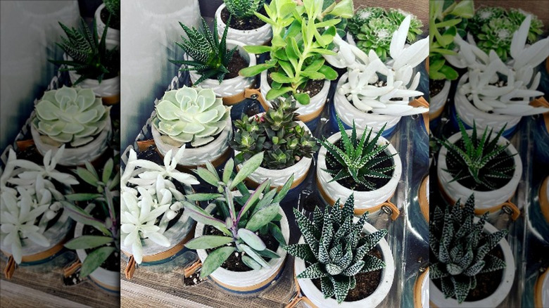 Aldi succulents