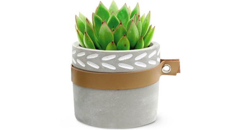 Aldi succulent