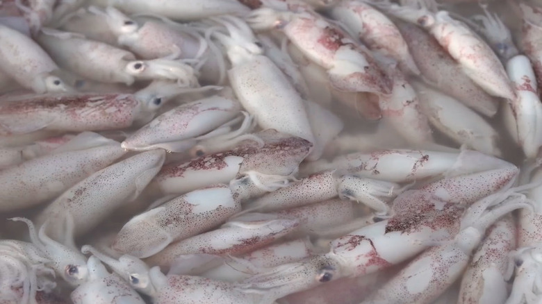 Small squid underwater