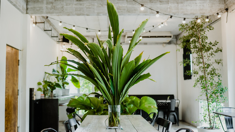 House plants in white kitchen