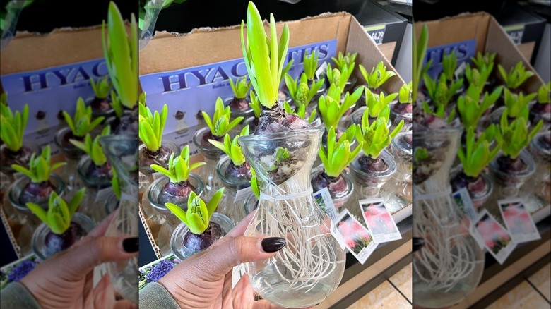 Aldi Hyacinths in glass vase