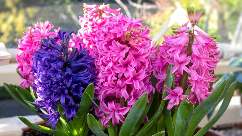 Pink and violet Hyacinths in garden