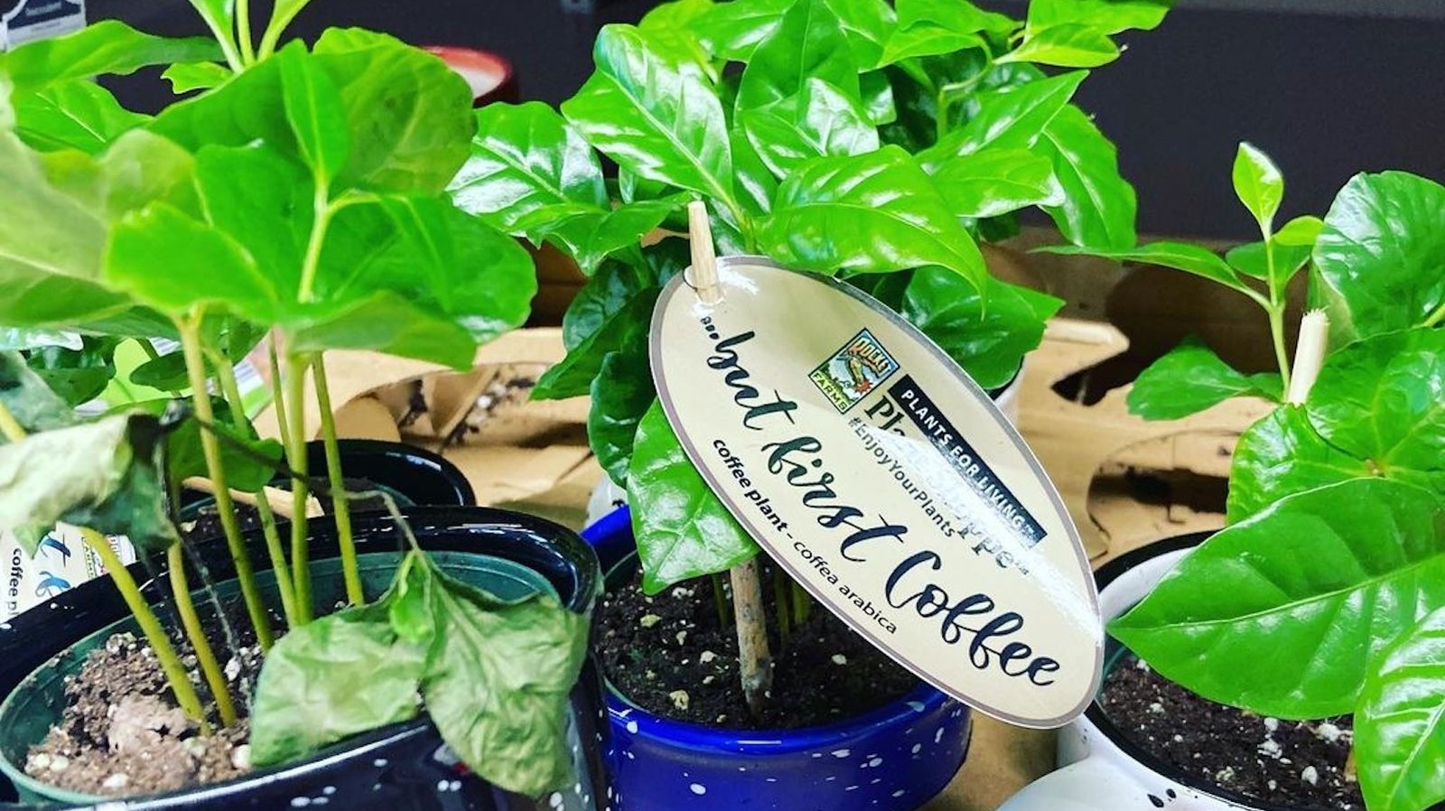 Aldi's Adorable Coffee Plant Mugs Are Turning Heads