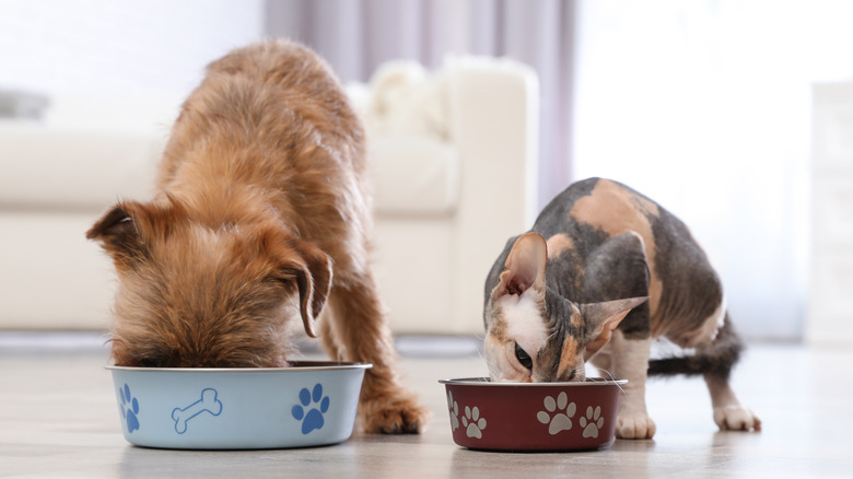 dog and cat eating food together