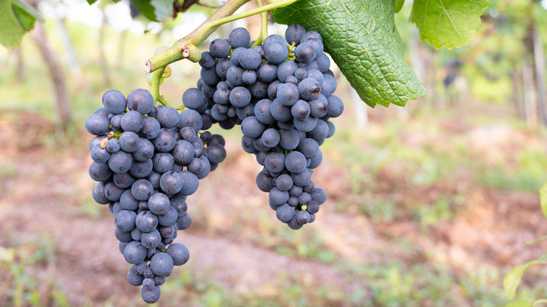 Grapes hanging from the vine