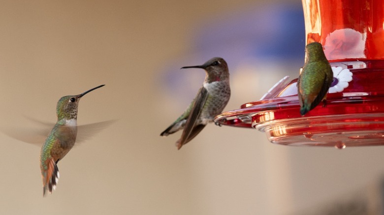 Hummingbirds on a red feeder