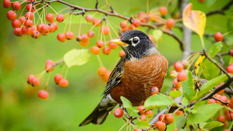 An American Robin sitting in a pyracantha berry bush on a sunny day.