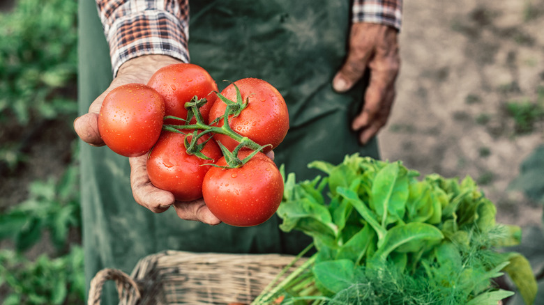 Gardener holding handful of tomatoes