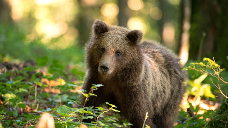 Brown bear in sunny forest