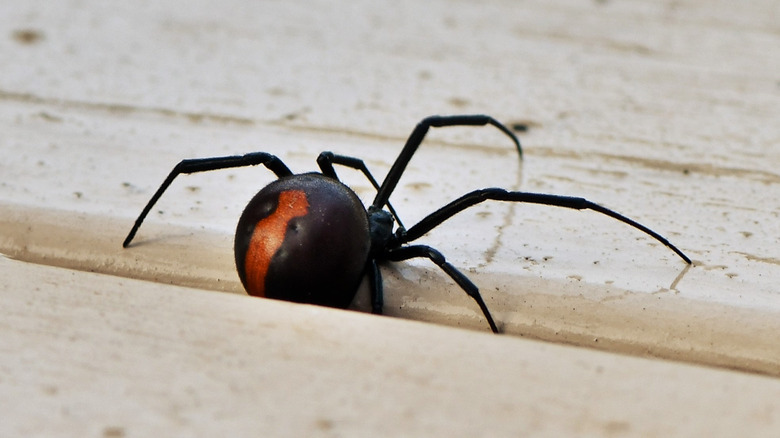 Redback spider on brown wood