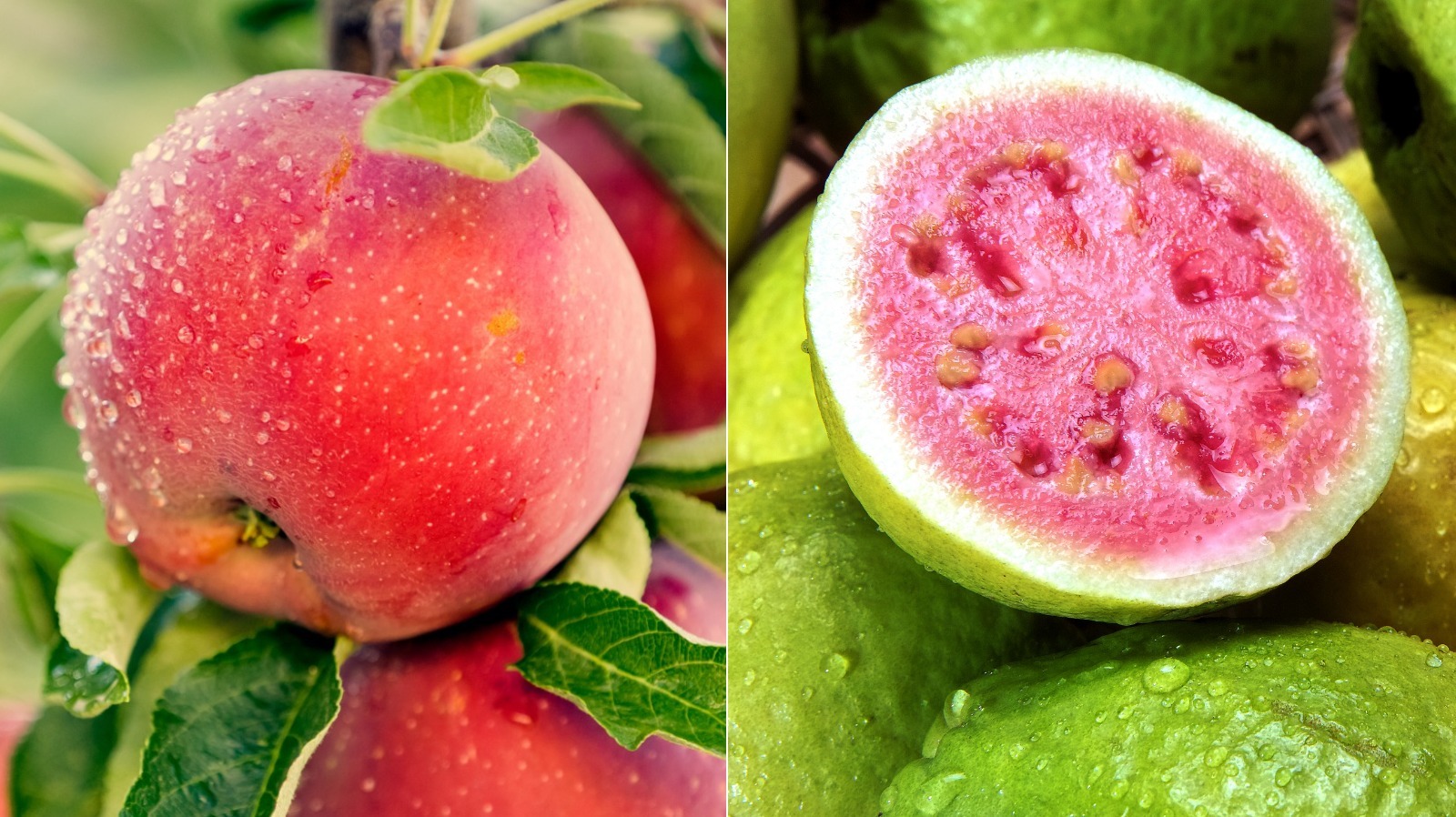 Apples Vs. Guavas Which Are More Nutritious?
