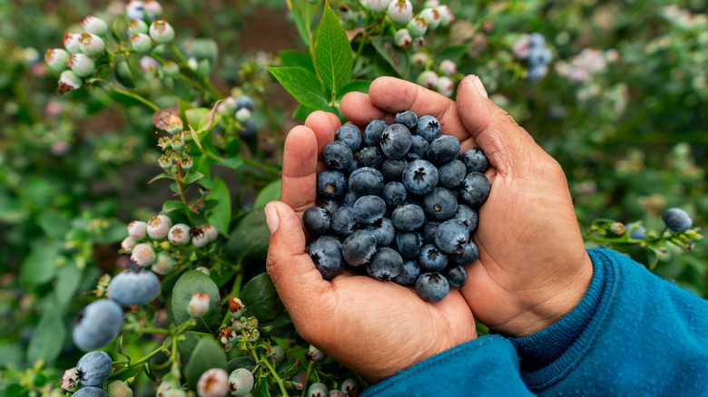 Close up on hands cradling a pile of blueberries.