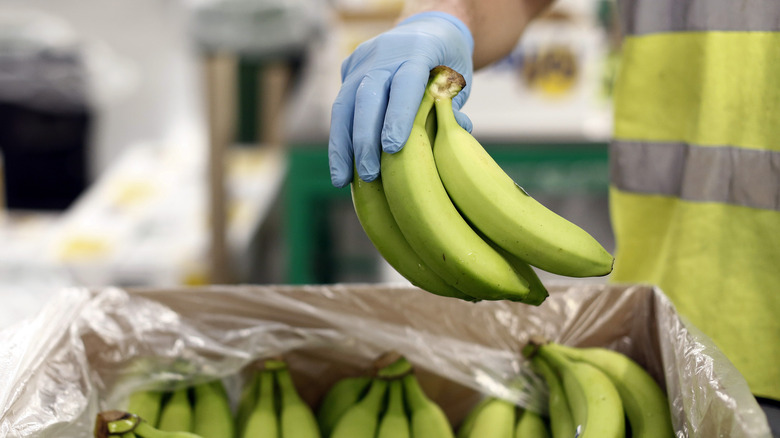 picking underripened bananas