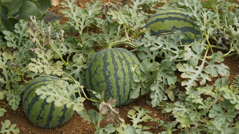 Watermelons on the stem in a garden