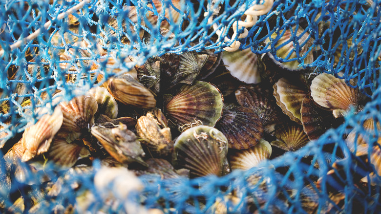 Scallop harvest in a net