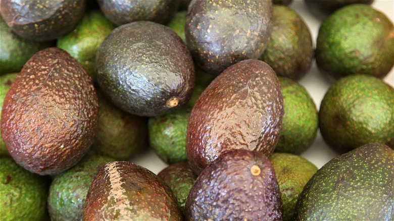 A batch of avocados over a white background, some more ripe than others 