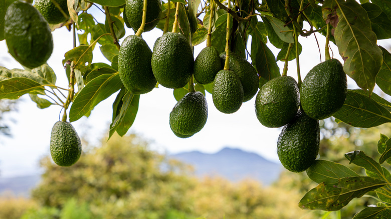 Avocados waiting to be picked