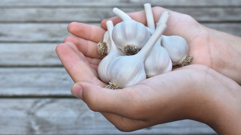 Holding a handful of hardneck garlic
