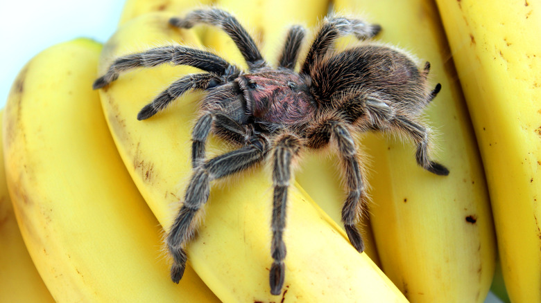 Spider on pile of bananas