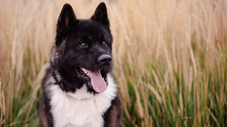 Dog sitting in tall grass