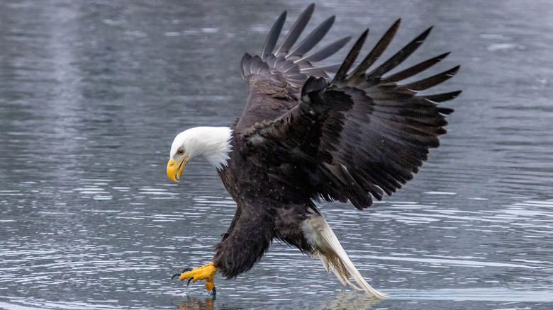 Bald eagle reaching into the water for fish