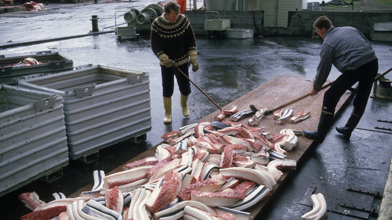 Men cutting up whale meat in Iceland in 1991