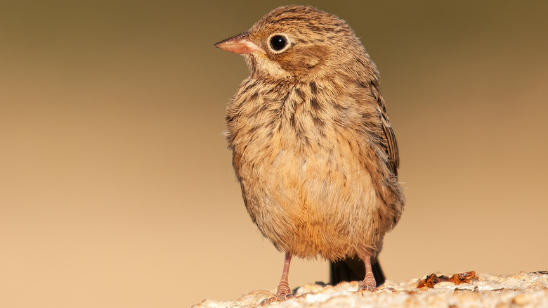 Ortolan Bunting songbird side profile
