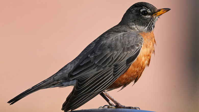 American robin side view with pink background