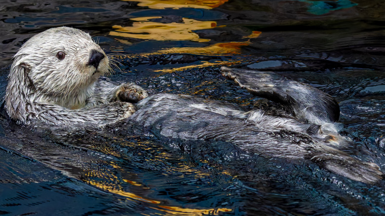 Gray sea otter floating on its back