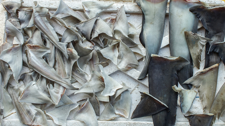 Tray of dried shark fins