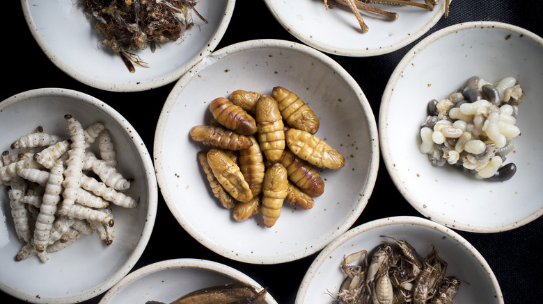 Insects at a restaurant in Thailand 