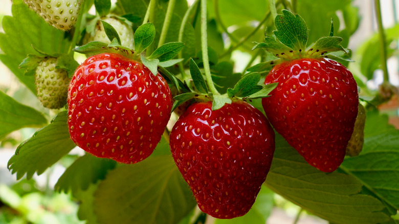 Strawberries on the vine