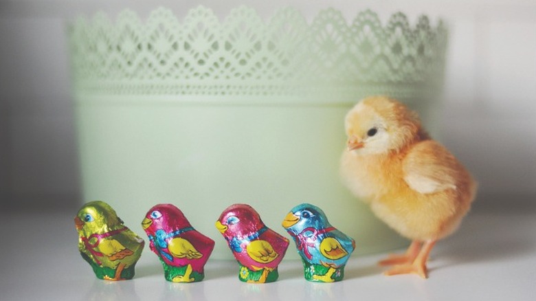Madelaine Chocolate Company mini chicks and real chick