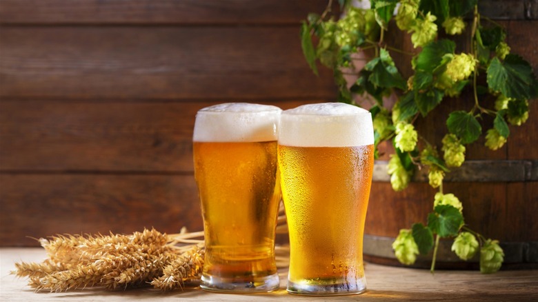 Two glasses of cold, crisp beer on a wooden table, displayed with wheat and hops.