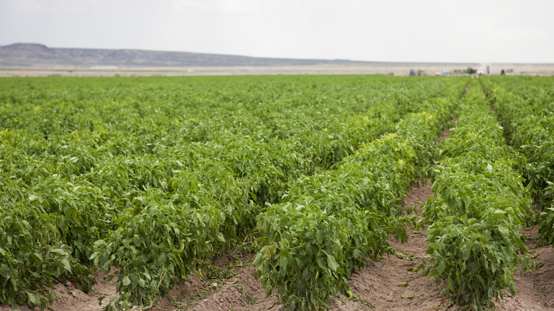 Hatch chile plants in field with mountains and sky in the background