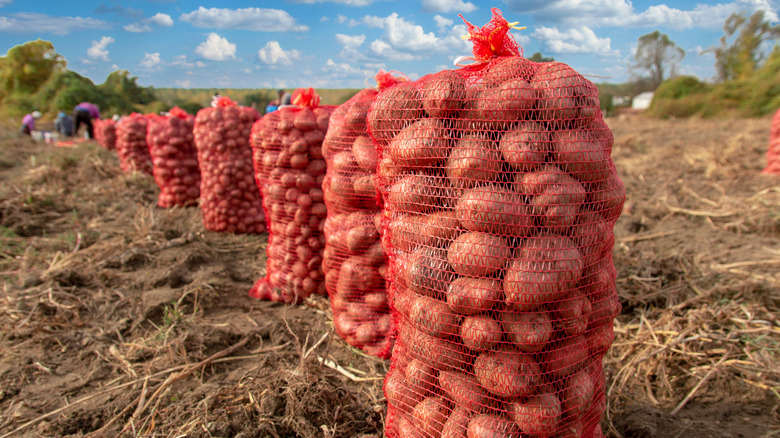 Rows of bagged potatoes on farm