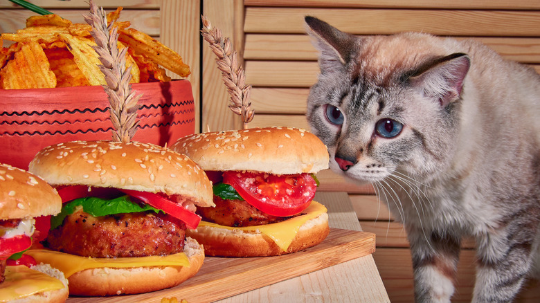 cat and cheeseburgers