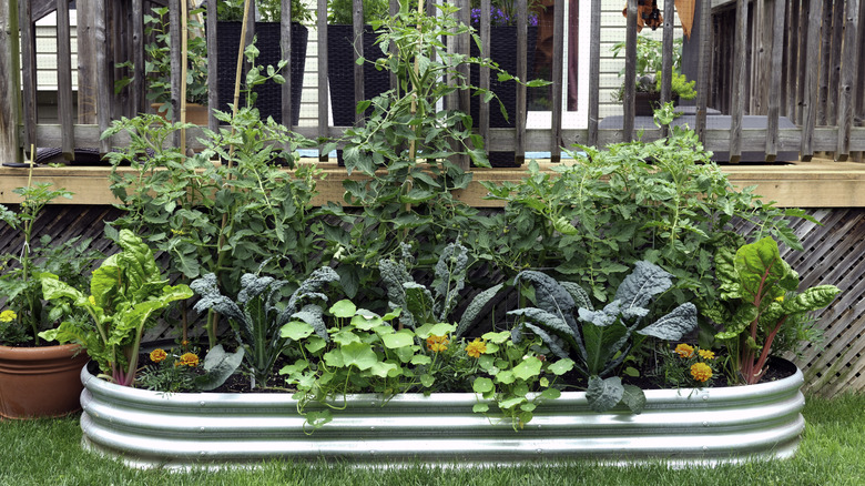 Small vegetable garden in backyard behind deck of house