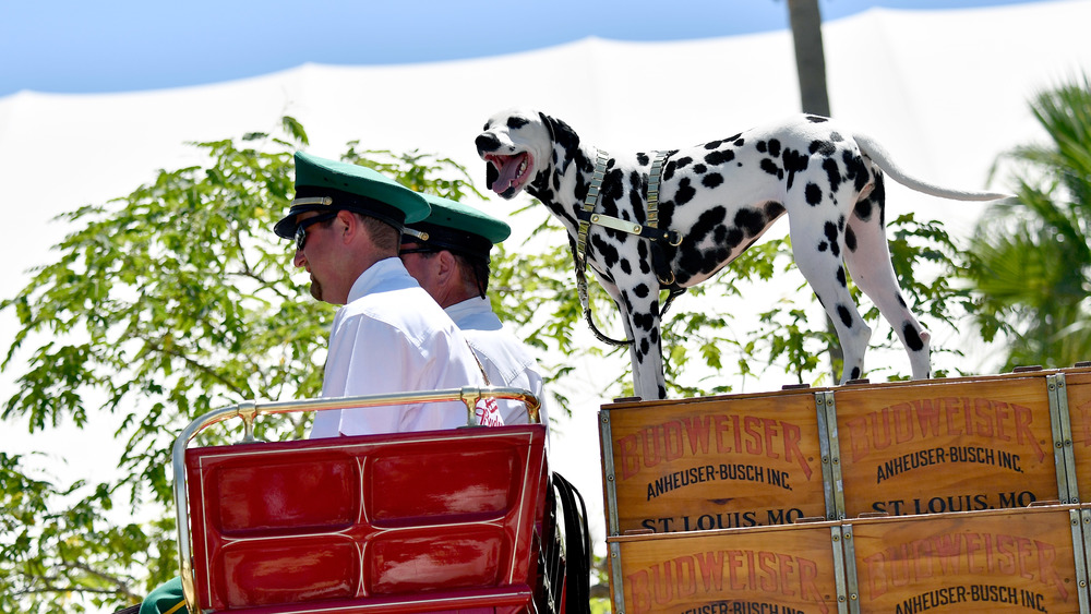 dalmatian on top of Budweiser hitch