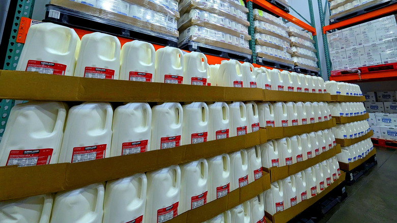 Gallons of Costco Kirkland milk on warehouse shelves