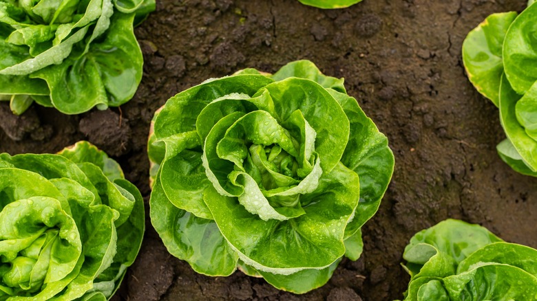 Lettuces growing out of the earth