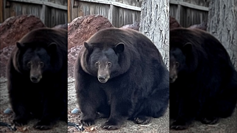 Black bear and brown tree