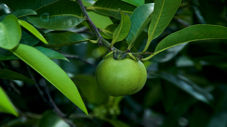 Beach apple