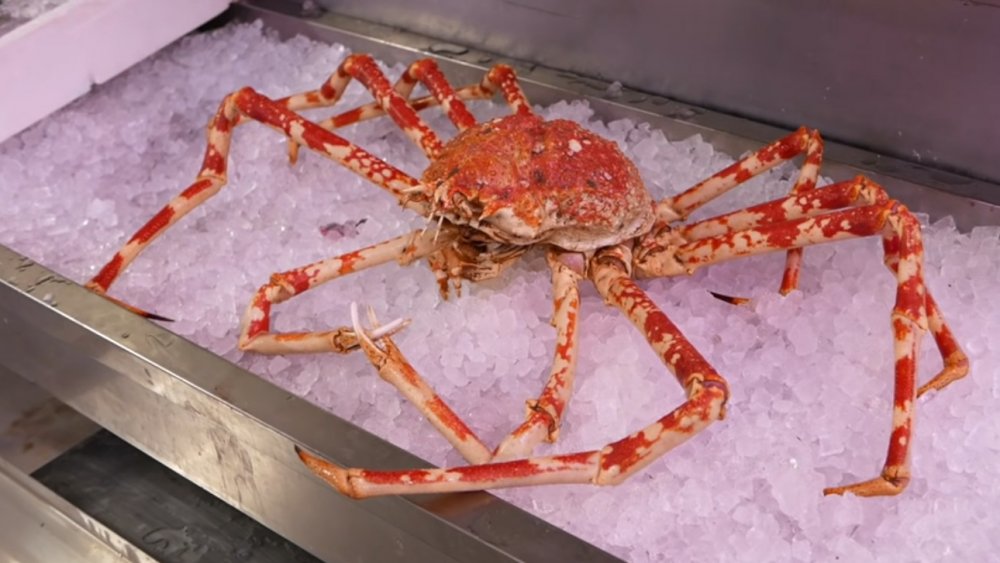 What Do Japanese Spider Crabs Eat 