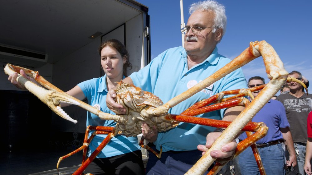 Can You Eat A Giant Japanese Spider Crab