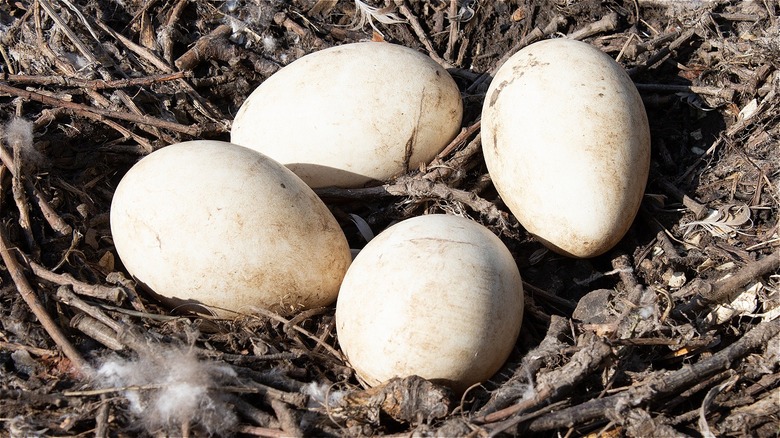 Four goose eggs in a nest of twigs