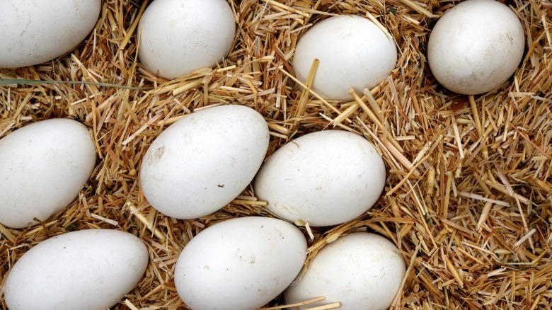Goose eggs nestled in hay