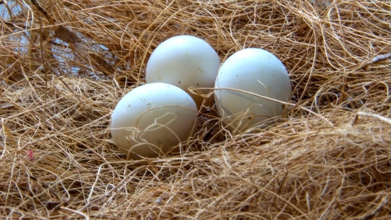 nest with three parrot eggs