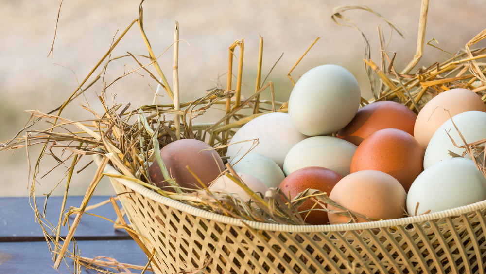 Multi-colored chicken eggs 